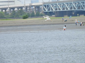 コアジサシ 葛西臨海公園 2022年6月12日(日)