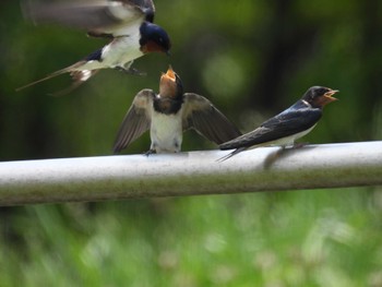 2022年6月12日(日) 葛西臨海公園の野鳥観察記録