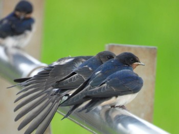 ツバメ 葛西臨海公園 2022年6月12日(日)