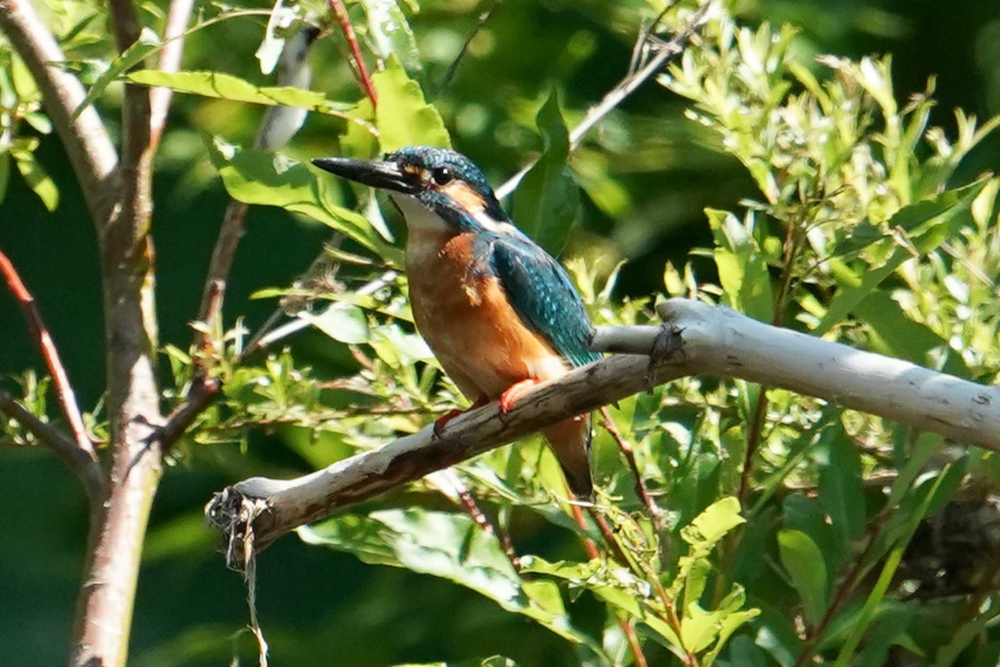 Common Kingfisher