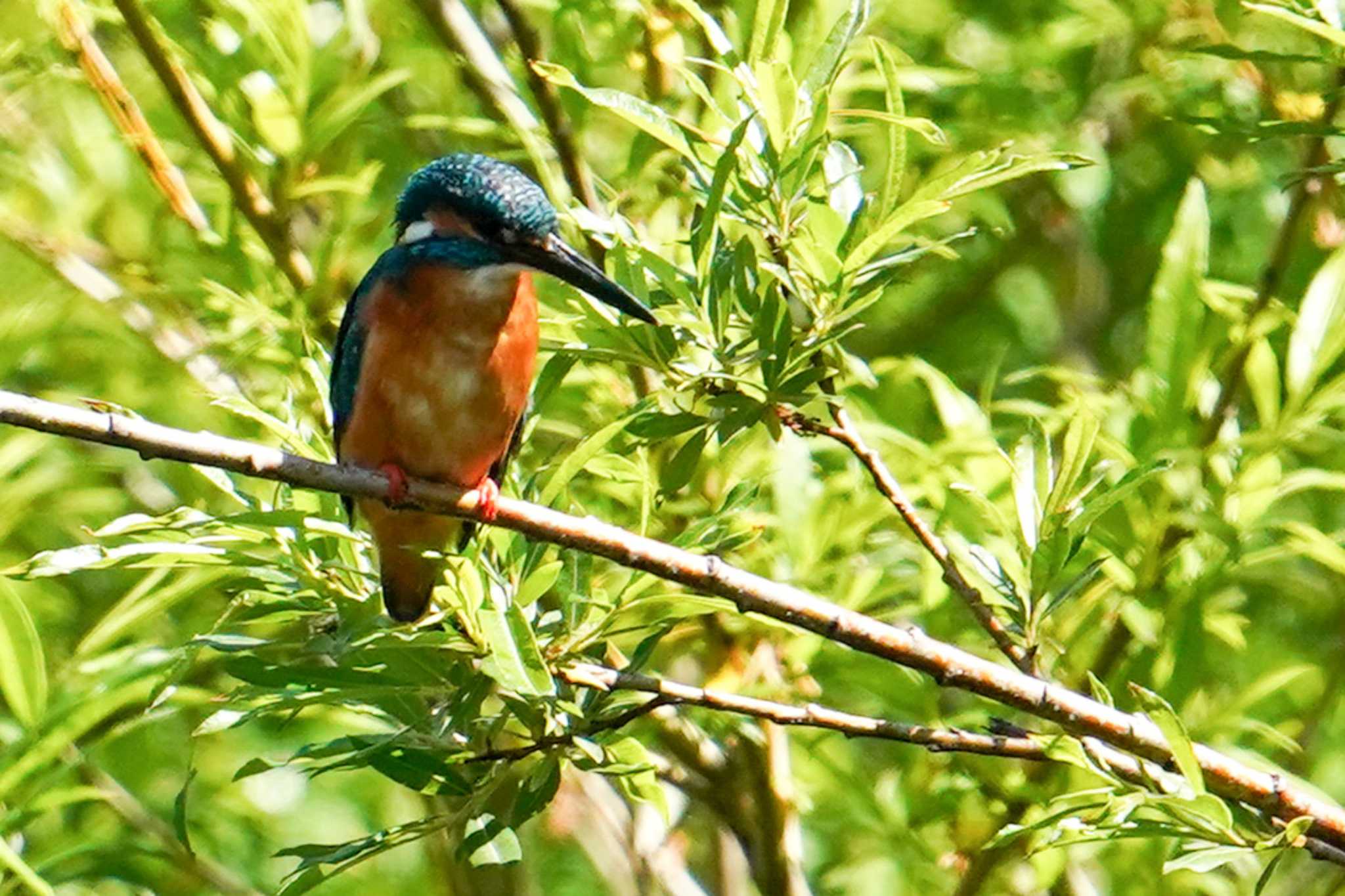 Common Kingfisher