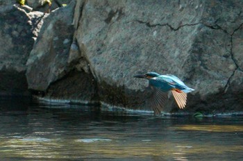 カワセミ 発寒川緑地(札幌市西区) 2022年6月12日(日)