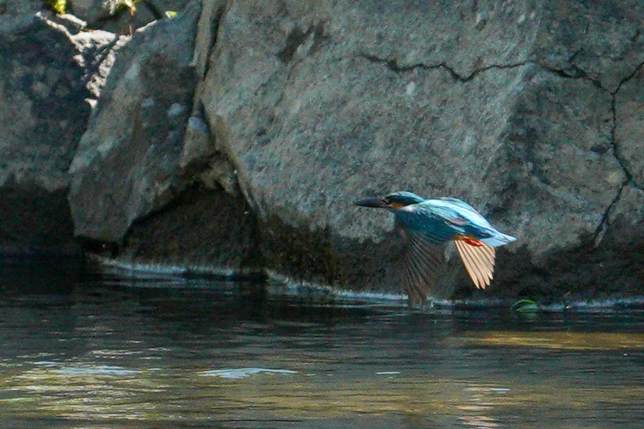 Common Kingfisher