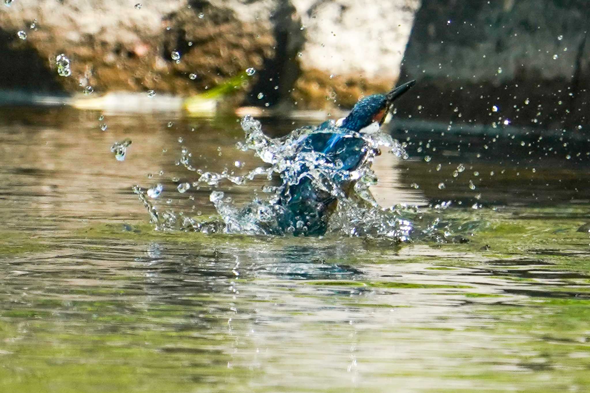 Common Kingfisher