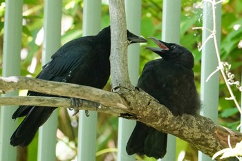 2022年6月12日(日) 福井緑地(札幌市西区)の野鳥観察記録