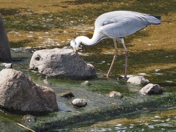 Grey Heron 淀川河川公園 Fri, 6/10/2022