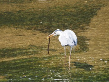 Grey Heron 淀川河川公園 Fri, 6/10/2022