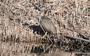 Eurasian Bittern Kasai Rinkai Park Mon, 1/1/2018