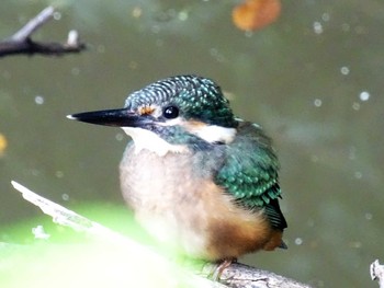 2022年6月12日(日) 舞岡公園の野鳥観察記録