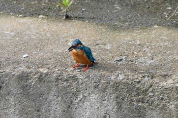 Common Kingfisher 横浜 Sun, 6/12/2022