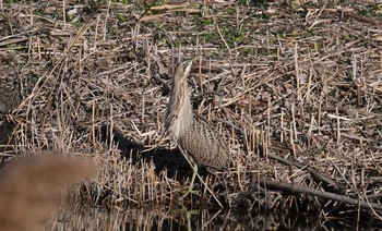 Eurasian Bittern Kasai Rinkai Park Mon, 1/1/2018