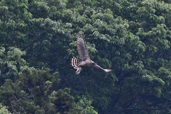 クマタカ 場所が不明 撮影日未設定