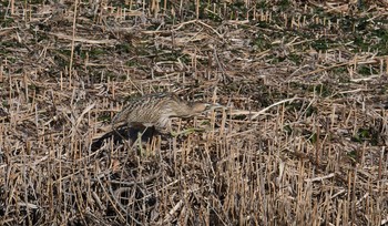 Eurasian Bittern Kasai Rinkai Park Mon, 1/1/2018