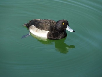 キンクロハジロ 昆陽池公園 2017年12月7日(木)