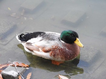 Mallard Koyaike Park Thu, 12/7/2017