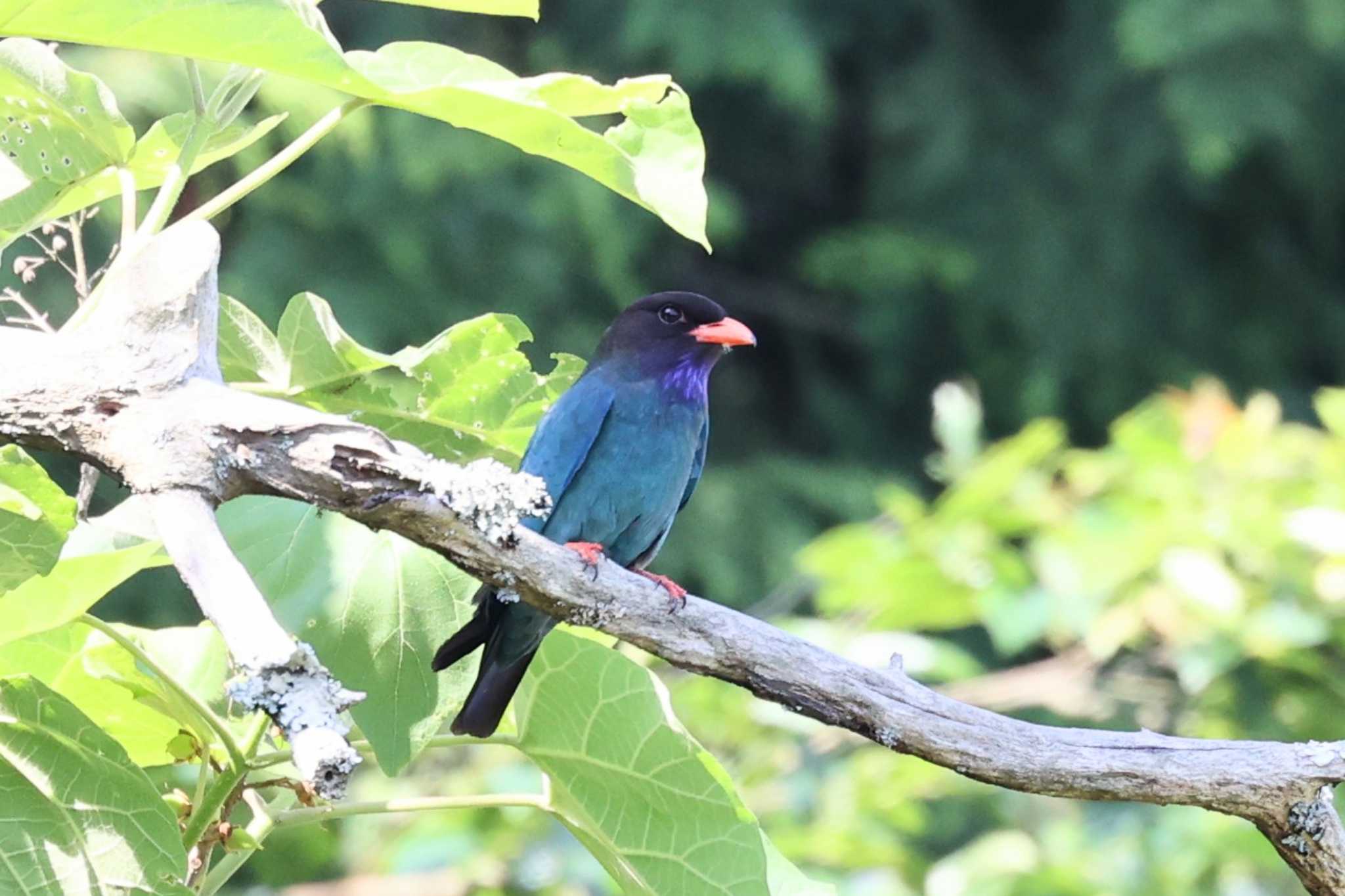 Photo of Oriental Dollarbird at 岡山県吉備中央町 by トビトチヌ