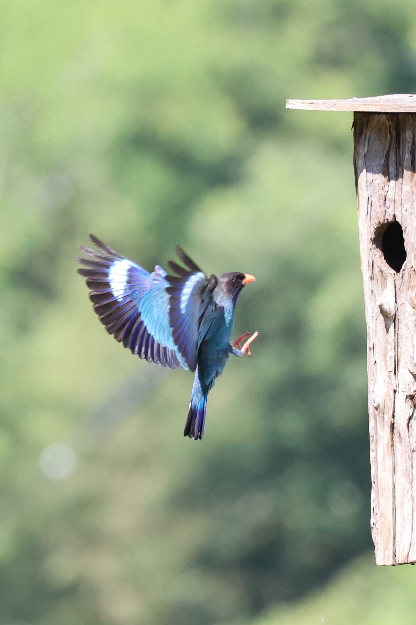 岡山県吉備中央町 ブッポウソウの写真 by トビトチヌ