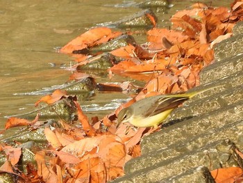 Grey Wagtail Koyaike Park Thu, 12/7/2017