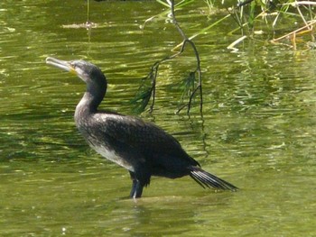 カワウ 長居公園植物園 2022年6月12日(日)