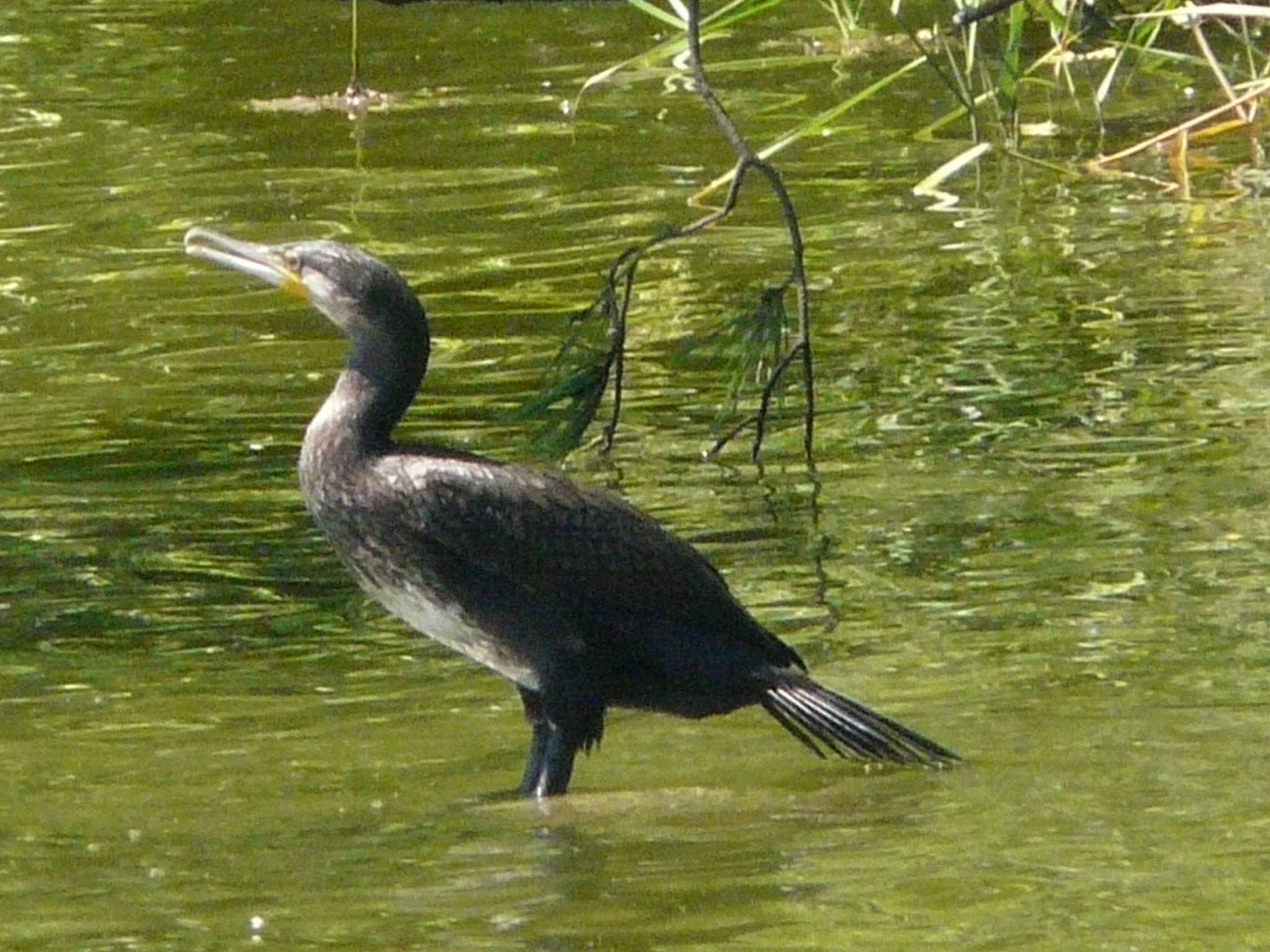 長居公園植物園 カワウの写真 by 鉄腕よっしー