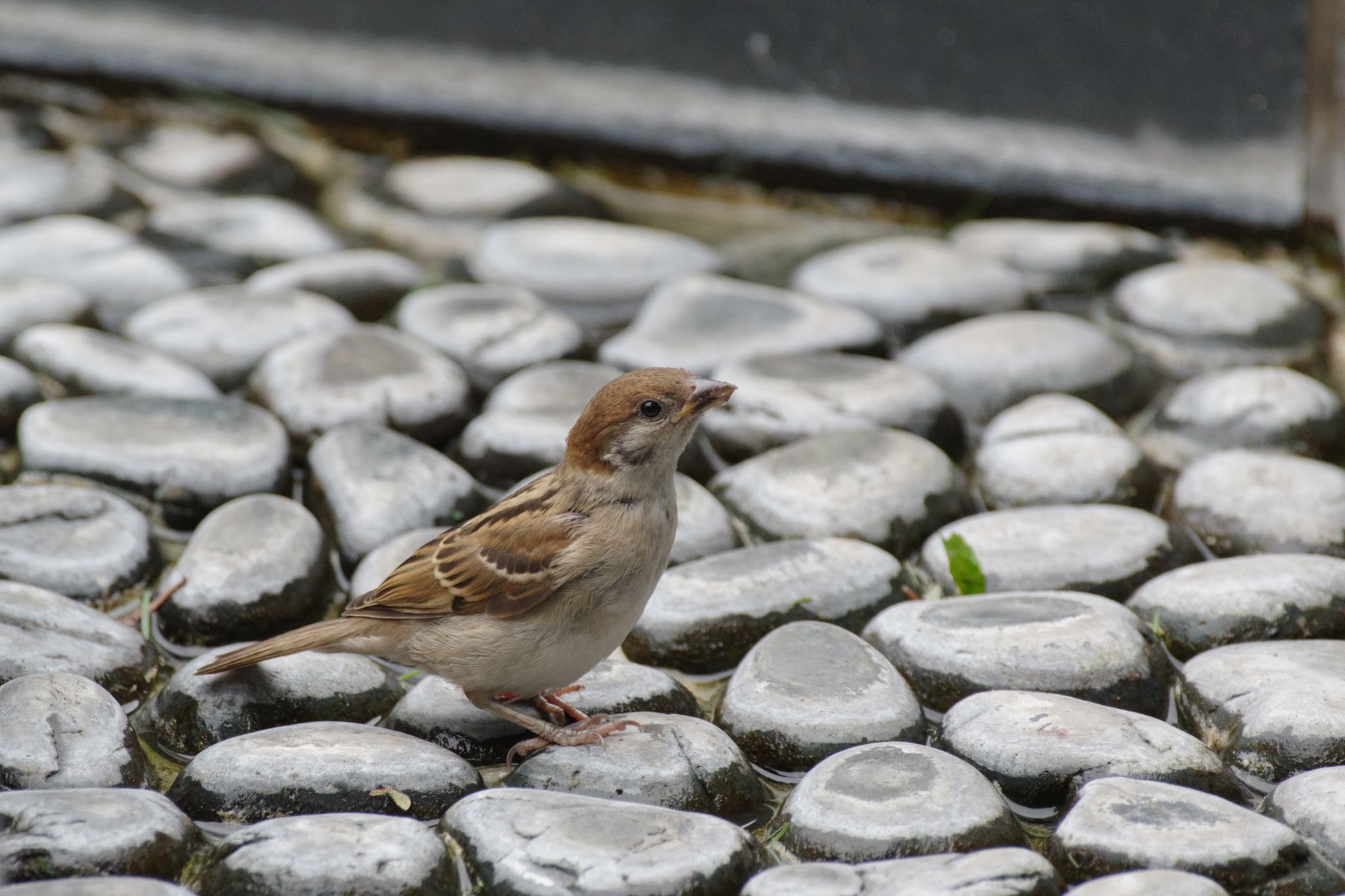 若いスズメ。あどけない表情。 by Marco Birds