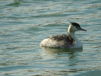 Great Crested Grebe Koyaike Park Thu, 12/7/2017