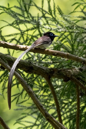 サンコウチョウ 滋賀 2022年6月12日(日)