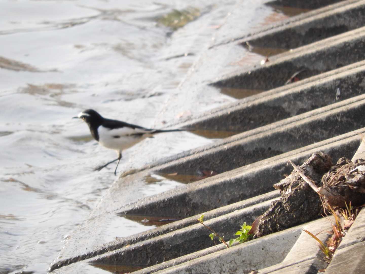 Japanese Wagtail