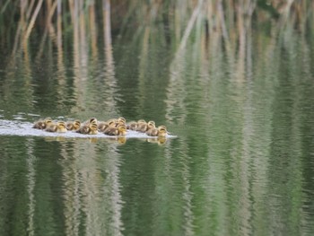 2022年6月12日(日) 白幡沼(さいたま市)の野鳥観察記録