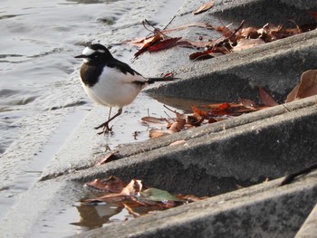 Japanese Wagtail Koyaike Park Thu, 12/7/2017