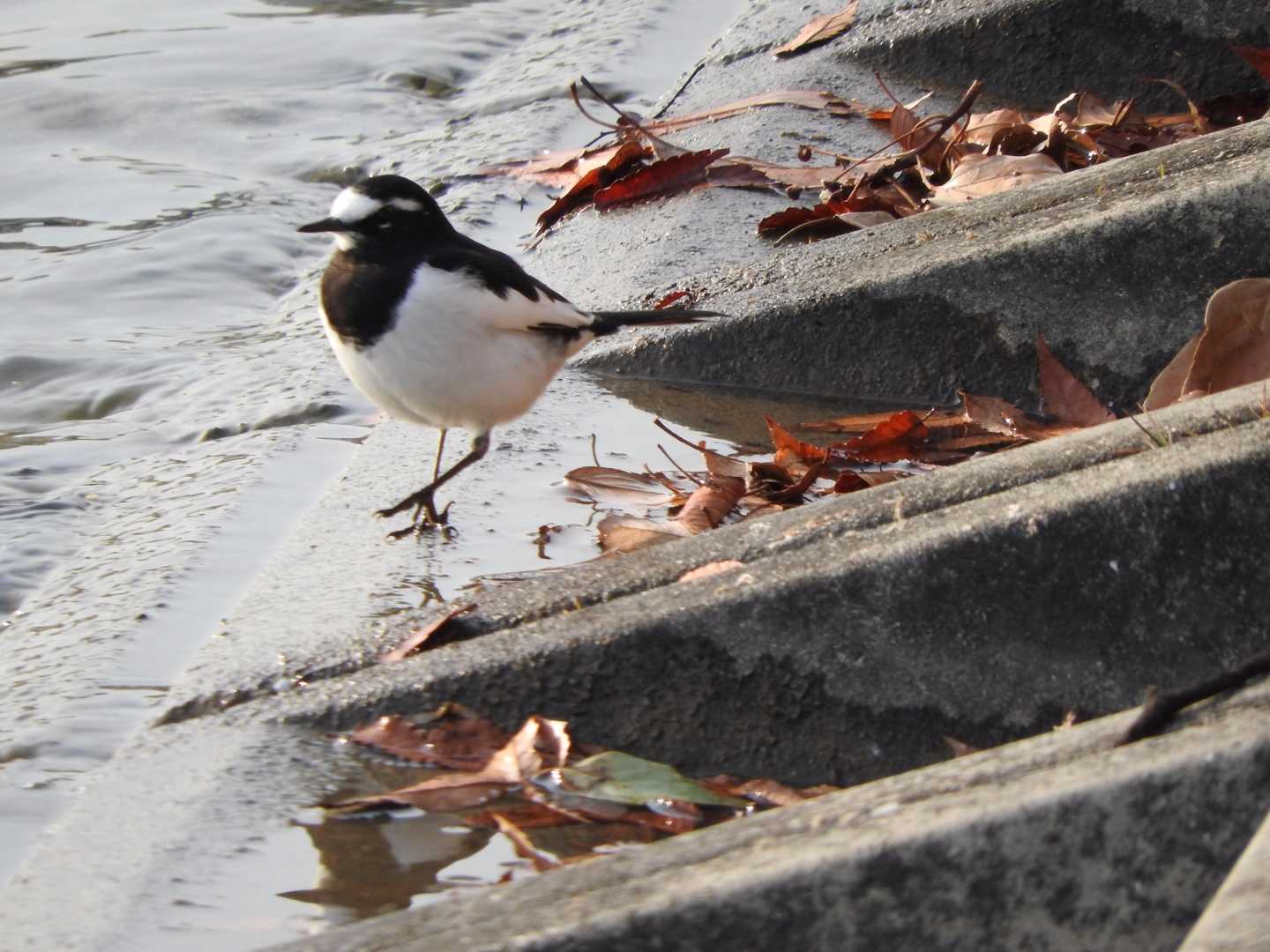 昆陽池公園 セグロセキレイの写真 by ぴりか