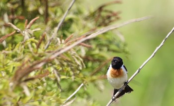 Sun, 6/12/2022 Birding report at はまなすの丘公園(石狩市)