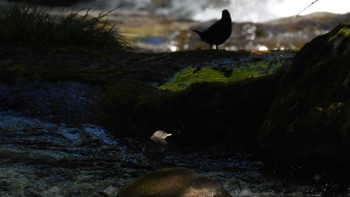 カワガラス 八千穂高原自然園他 2022年6月12日(日)