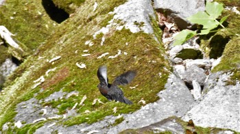 カワガラス 八千穂高原自然園他 2022年6月12日(日)