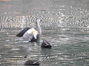 カルガモ 昆陽池公園 2017年12月7日(木)