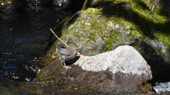 カワガラス 八千穂高原自然園他 2022年6月12日(日)