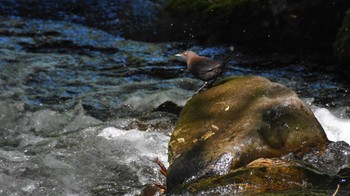 2022年6月12日(日) 八千穂高原自然園他の野鳥観察記録