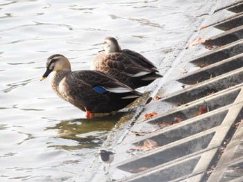 カルガモ 昆陽池公園 2017年12月7日(木)