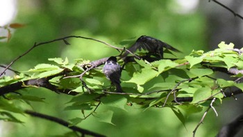 ヒガラ 八千穂高原自然園他 2022年6月12日(日)