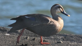 マガモ 八千穂高原自然園他 2022年6月12日(日)