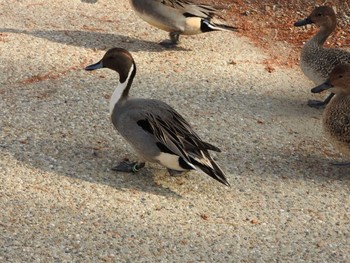 オナガガモ 昆陽池公園 2017年12月7日(木)