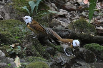 エリモズチメドリ プーキィアオ野生動物保護区 2020年2月10日(月)