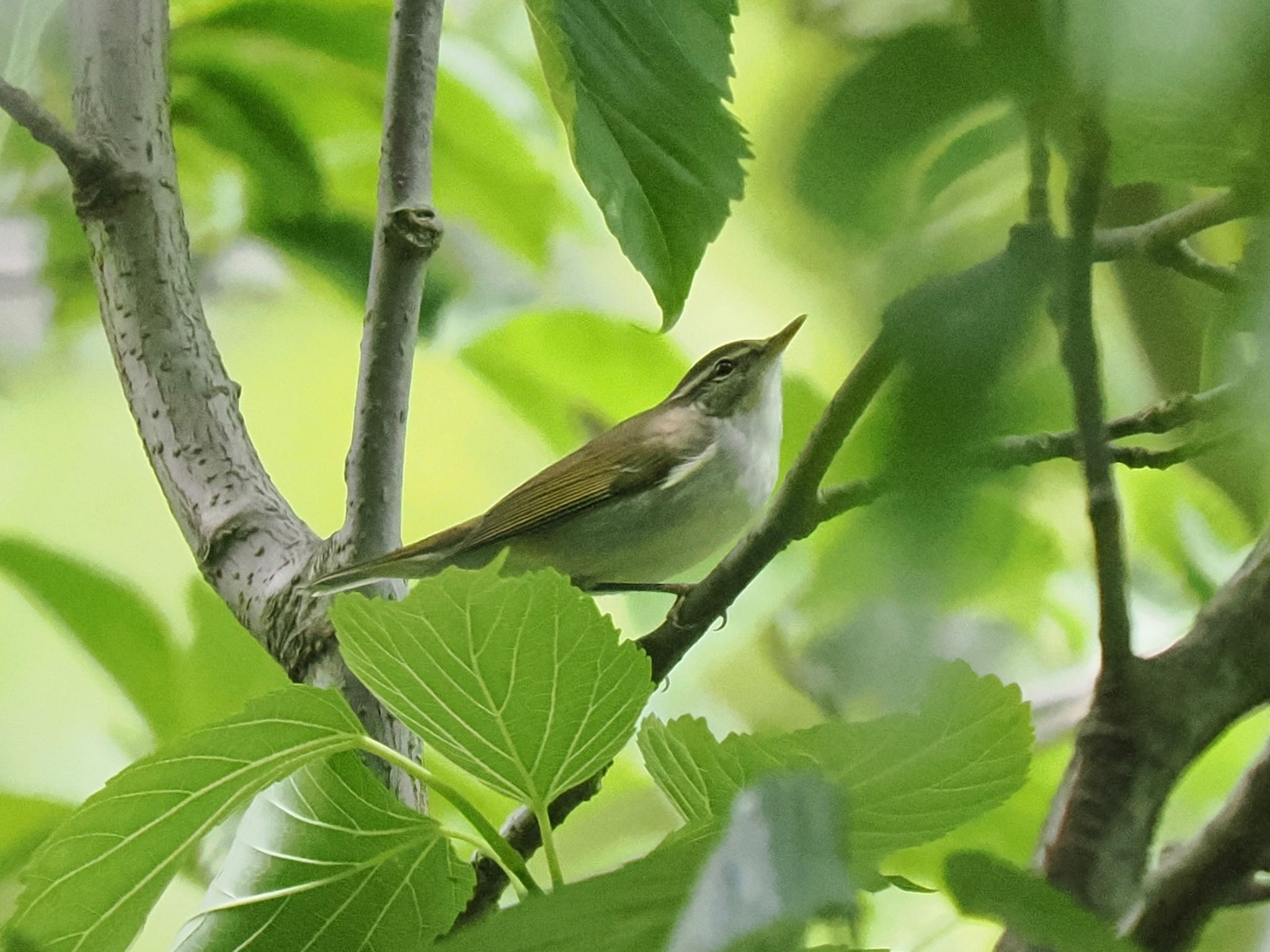  コムシクイの写真 by マサ