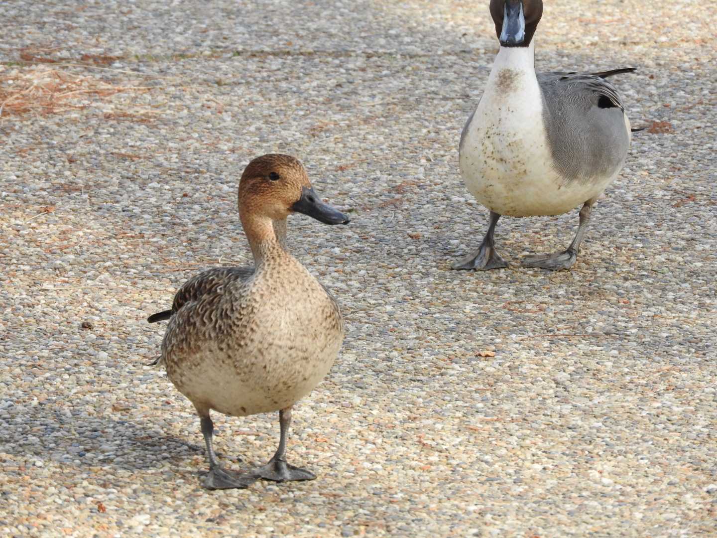 昆陽池公園 オナガガモの写真 by ぴりか