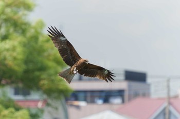 Black Kite 多摩川二ヶ領宿河原堰 Sat, 5/28/2022