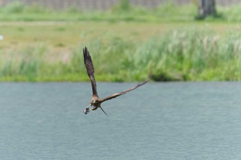 2022年5月28日(土) 多摩川二ヶ領宿河原堰の野鳥観察記録