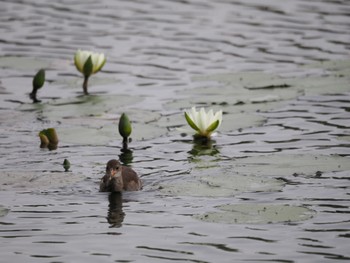 バン 白幡沼(さいたま市) 2022年6月12日(日)