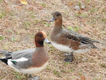 ヒドリガモ 昆陽池公園 2017年12月7日(木)