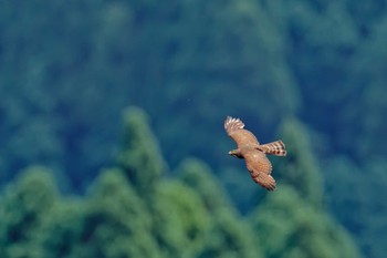 Grey-faced Buzzard 福岡県 Thu, 6/9/2022