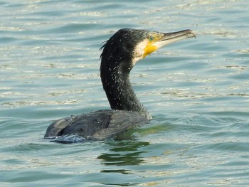 カワウ 昆陽池公園 2017年12月7日(木)